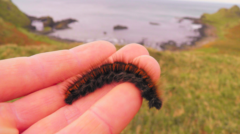 A fox moth caterpillar resting on a person's hand overlooking the cliffs and rugged coastline of the Giant's Causeway
